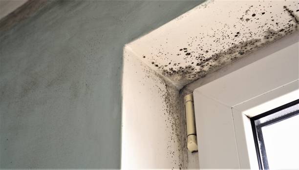 Best Airborne Mold Testing  in Hickman, NE