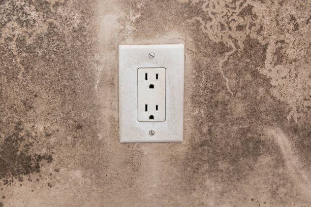 Best Basement Mold Removal  in Hickman, NE